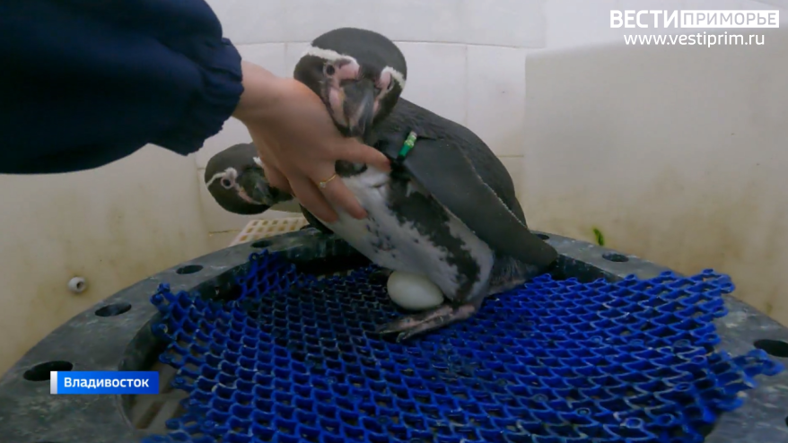 Первые пингвины Гумбольдта появились в Приморском океанариуме шесть лет назад и с тех пор подают пример крепких семейных уз!