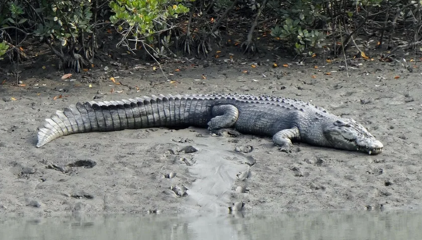 Длина хвоста действительно впечатляет.