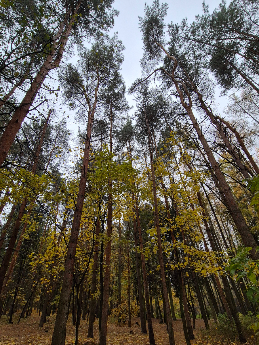 Просто осень