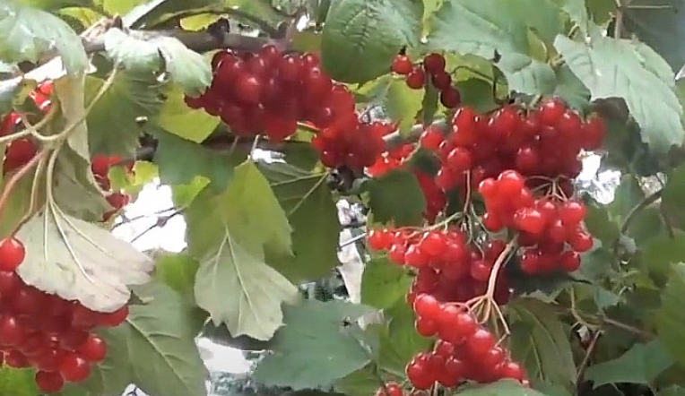 Как заготовить калину