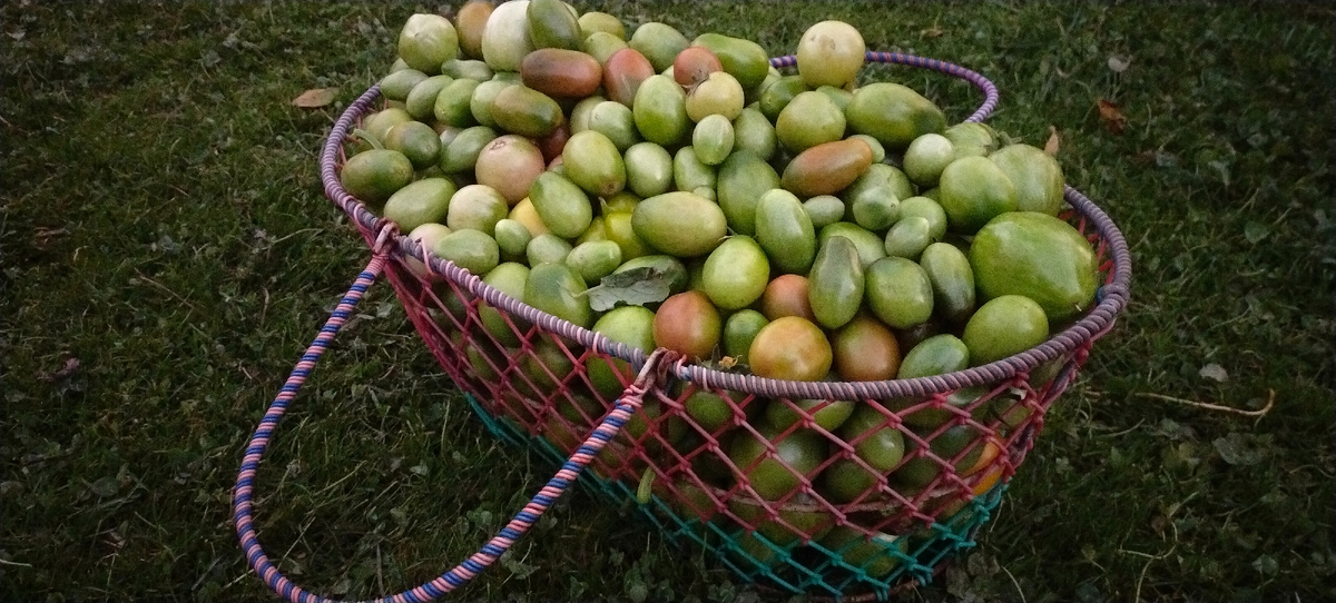 Много очень. Надо что то с ними делать. Делитесь рецептами, что можно с зелёными сотворить. Хочется какой-нибудь салатик.