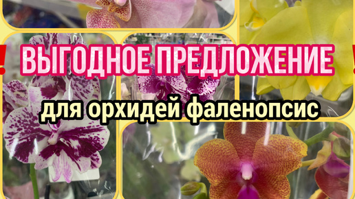 ❗️ВЫГОДНОЕ ПРЕДЛОЖЕНИЕ❗️для ОРХИДЕЙ ФАЛЕНОПСИС! 👉 Минус 300 рублей от цены! Орхидеи с названиями👆