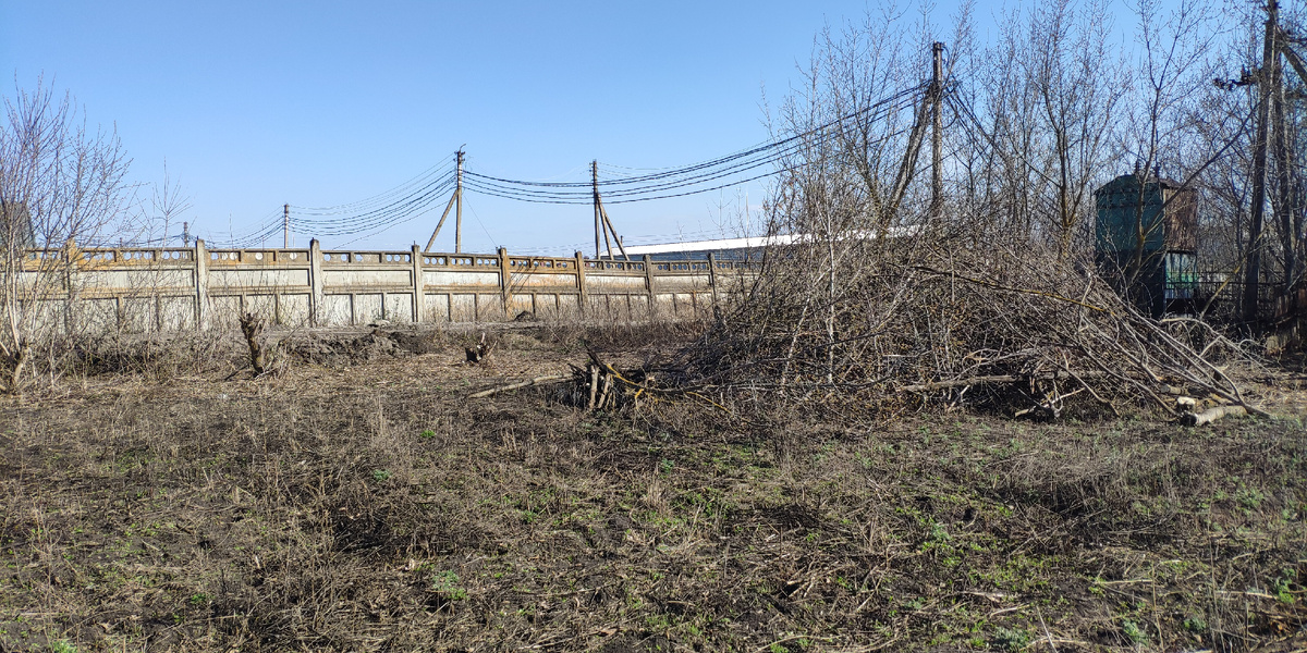 Начали с вырубки американского клёна