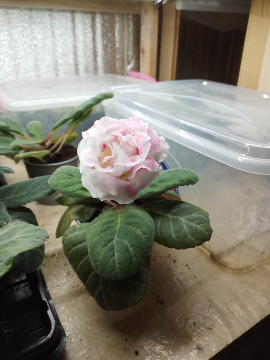 Наша глоксиния в 2024 году