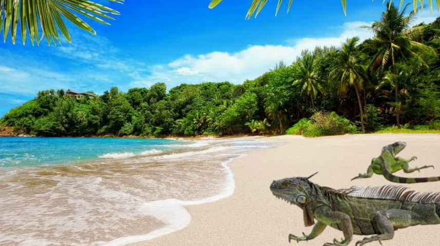 Игуана - житель тропиков