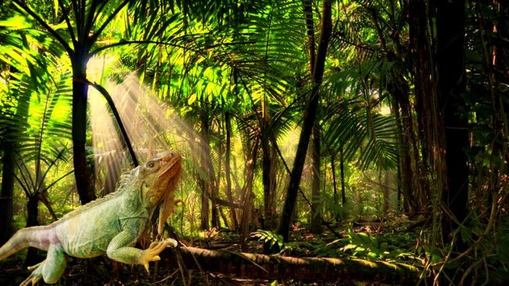 Игуаны любят отдыхать на ветках