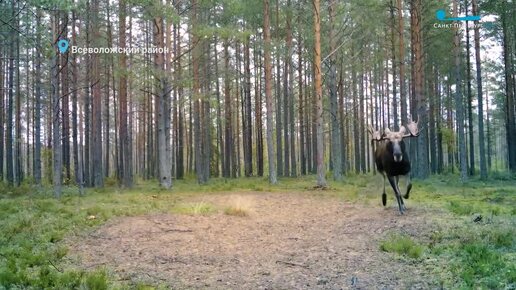 Красноносый гость на Елагином, лосиные баталии и тренировка лисицы в мышковании