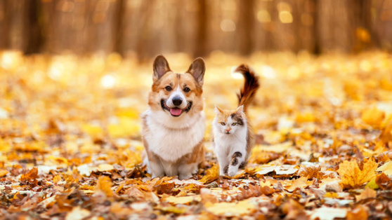    Как правильно знакомить кошку с собакой: результаты исследования Андрей Бурков