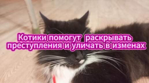 Коты помогут раскрывать преступления и уличать в изменах