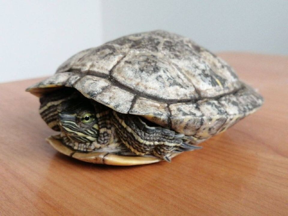    В "Изумрудном" отдают черепаху. Источник: Telegram-канал парка "Изумрудный"