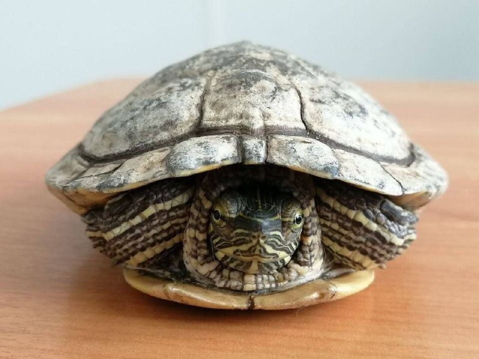    В "Изумрудном" отдают черепаху. Источник: Telegram-канал парка "Изумрудный"