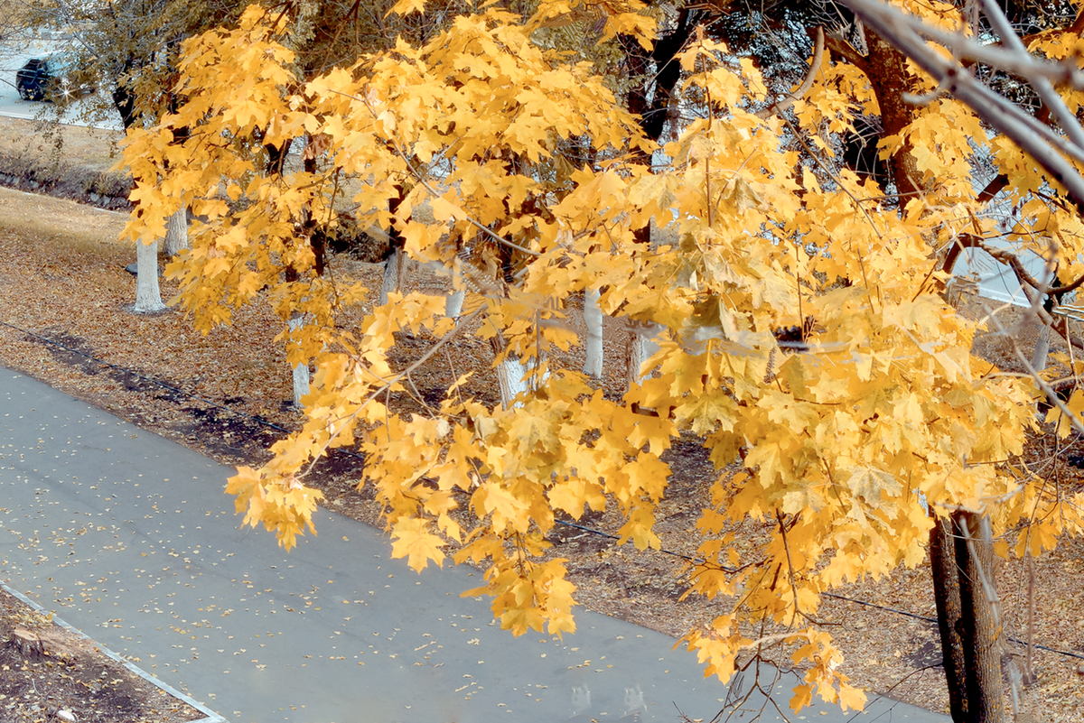 Вокруг меня только жёлтые листья, сменяющиеся розовыми, зелёными и красными.