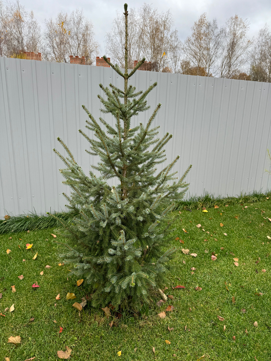 Моя сербская ель