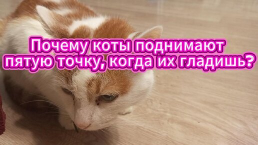 Коты имеют свойство поднимать пятую точку, когда их гладят