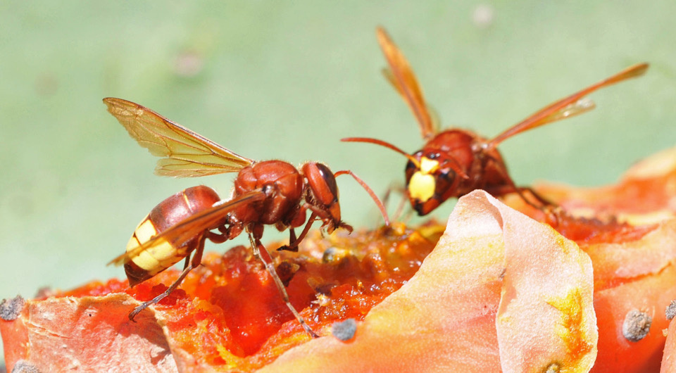   Zeynel Cebeci / Wikimedia Commons / CC BY-SA 4.0