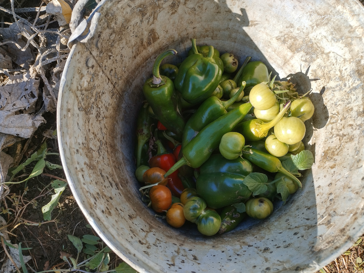 Половина ведра получилось с одной грядки