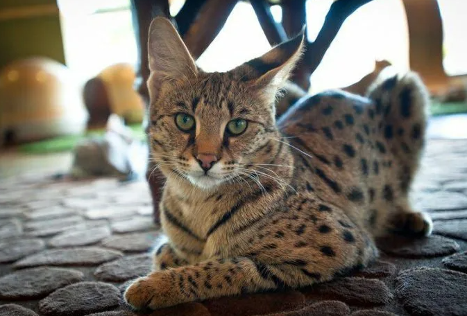 Она почти похожа на мою кошку. только посветлее шерстка. Но из-за цены она вообще не похожа!