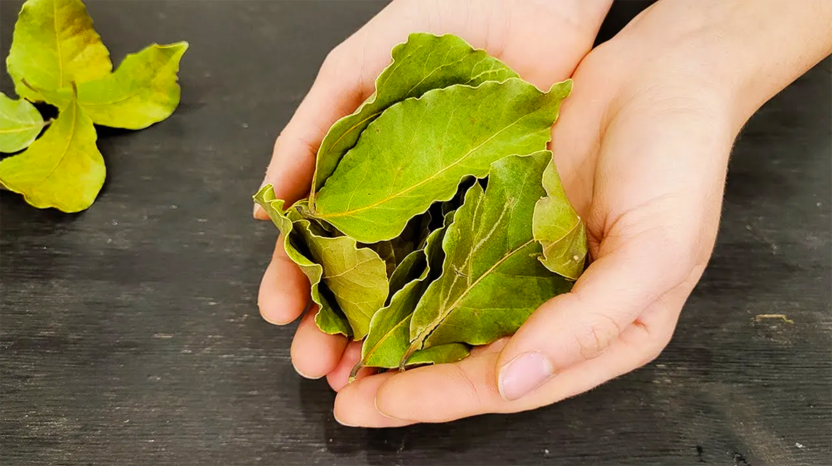 Лавровый лист