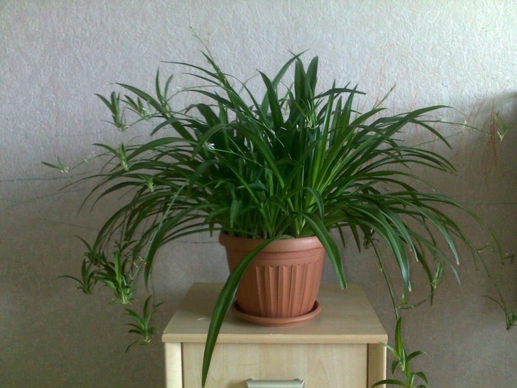 (фото из открытого источника)