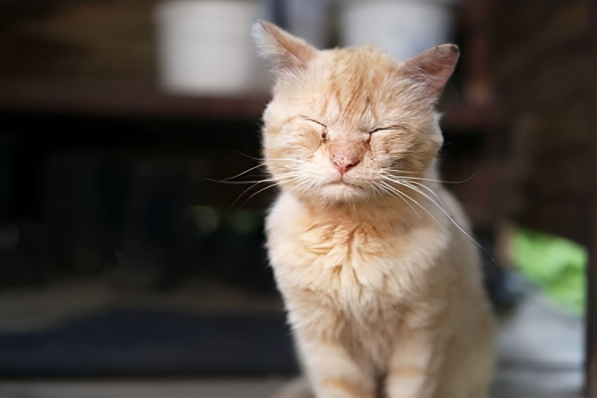 Почему кошка перестала себя вылизывать