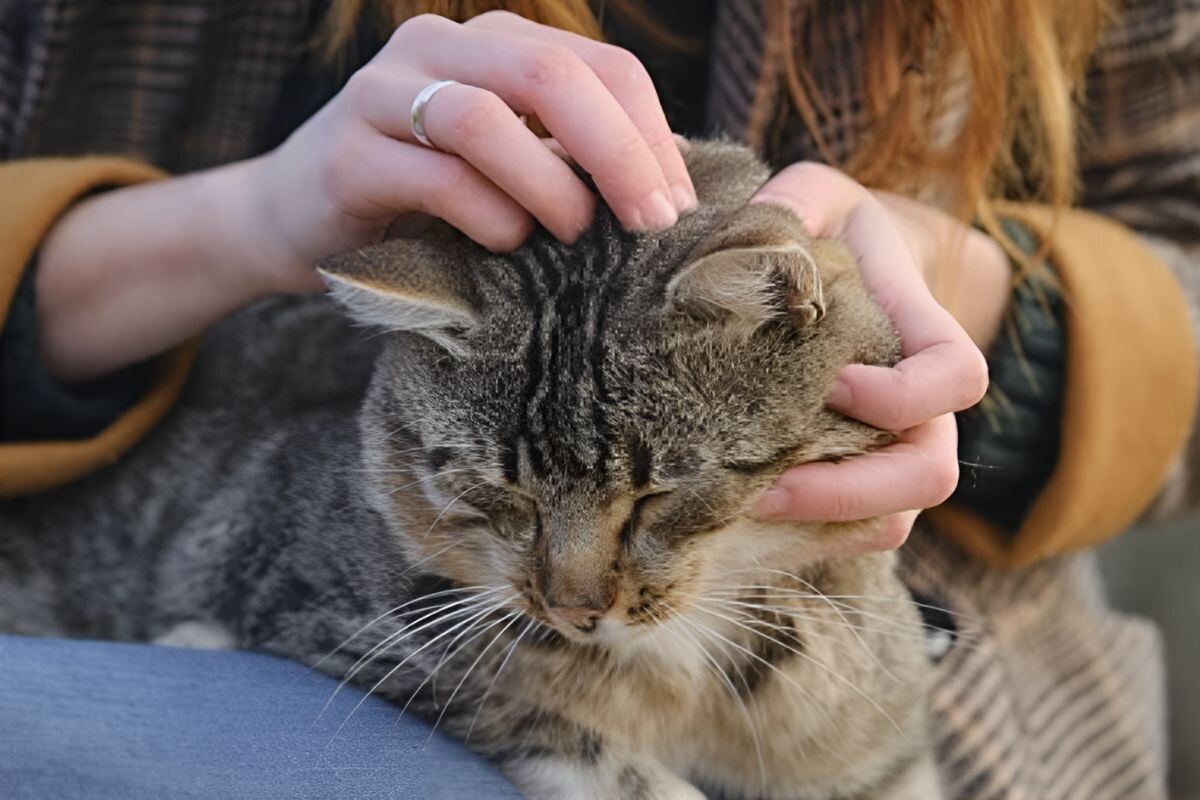 Осмотр кожи и шерсти у кошки 
