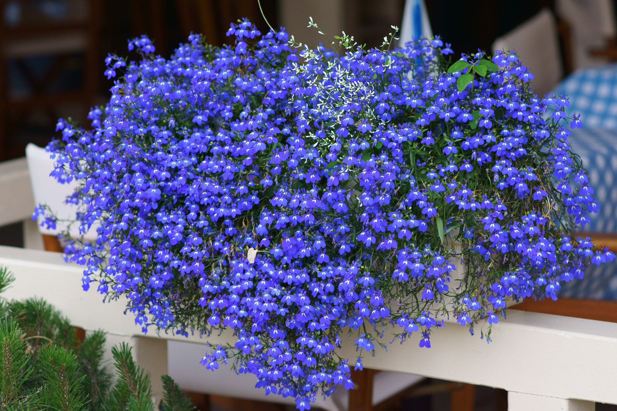     Лобелия: что это за цветок и как за ним ухаживать