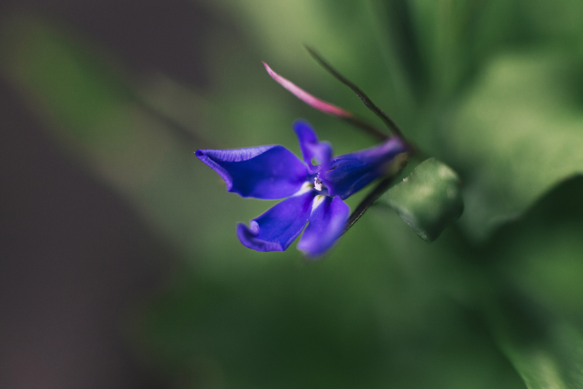   Лобелия (Lobelia)Freepik