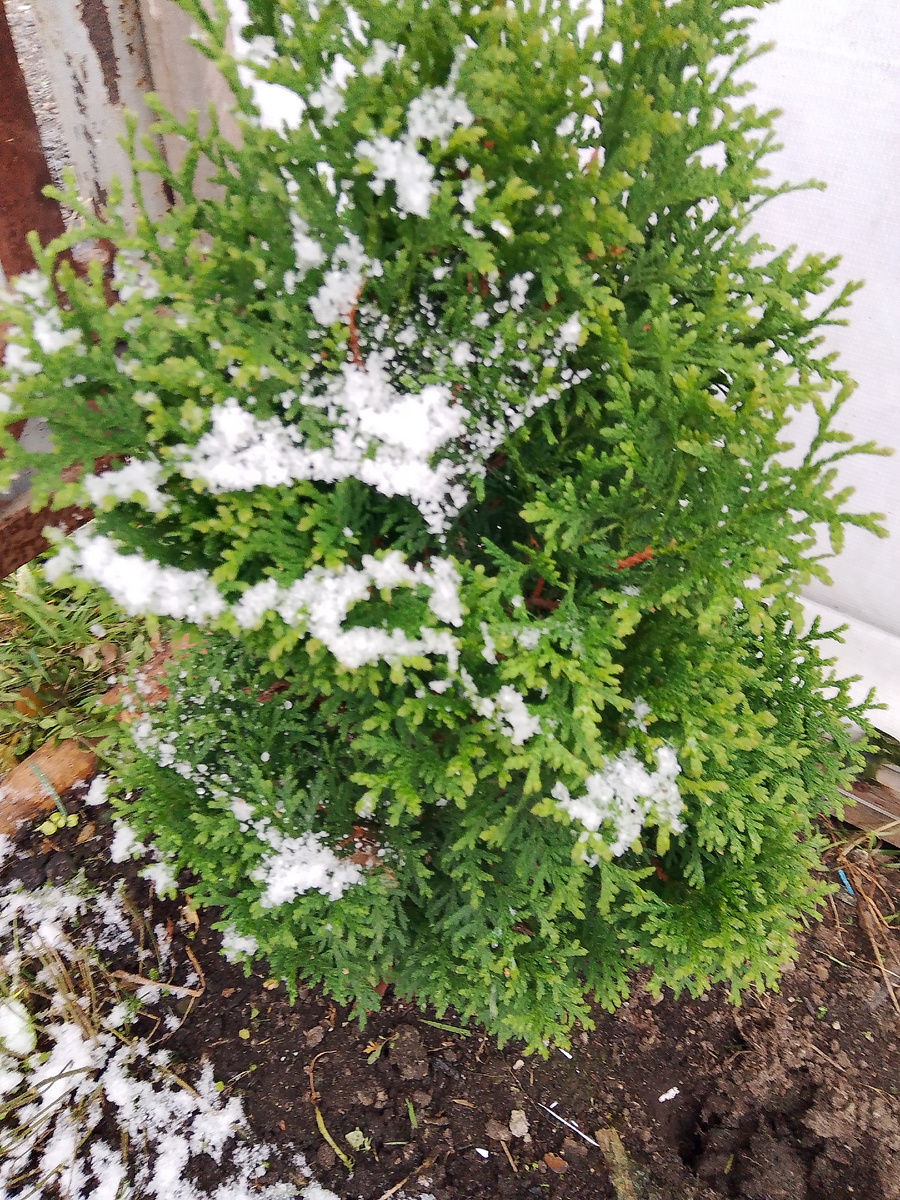 Утром вся туя была в снегу 
