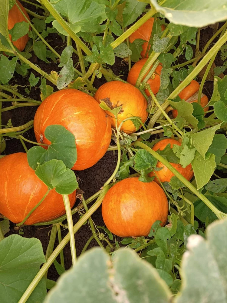 Фото покупателя семян для тыквы