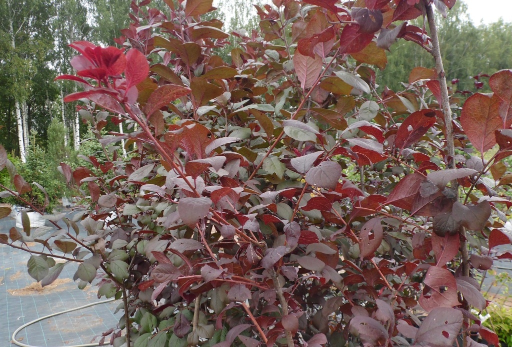  Яблоня декоративная Роялти