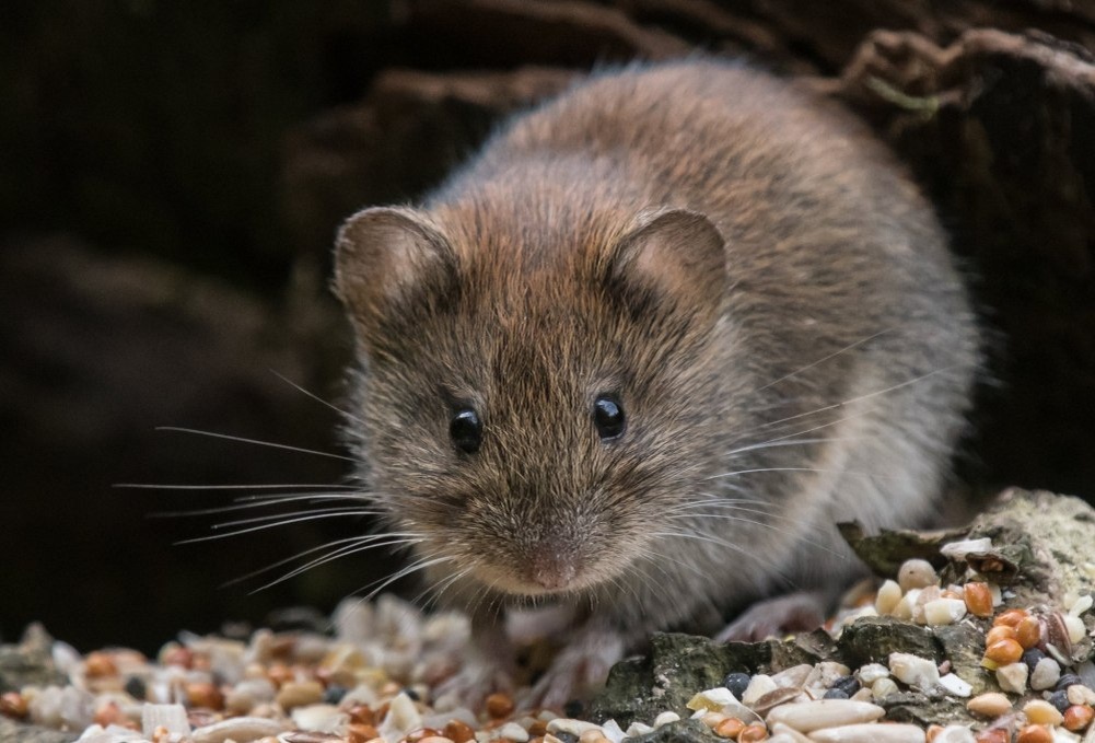 Это полёвка (Из открытых источников)