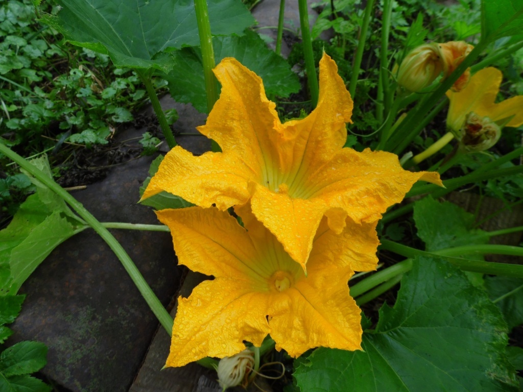 Цветы кабачка