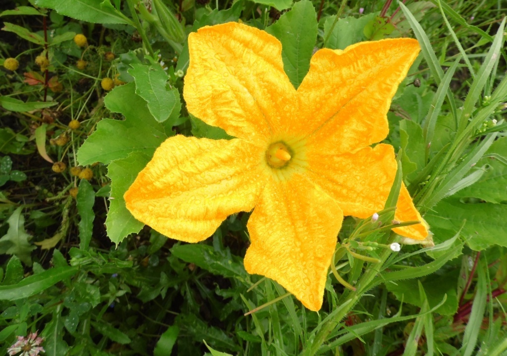  Цветок тыквы