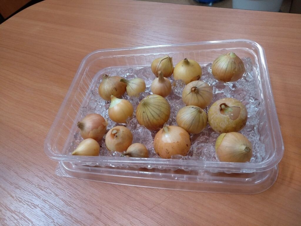  Лук в гранулах гидрогеля