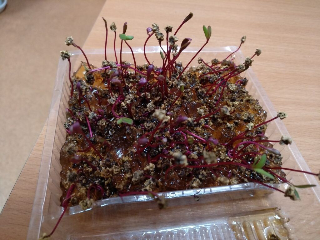  Микрозелень