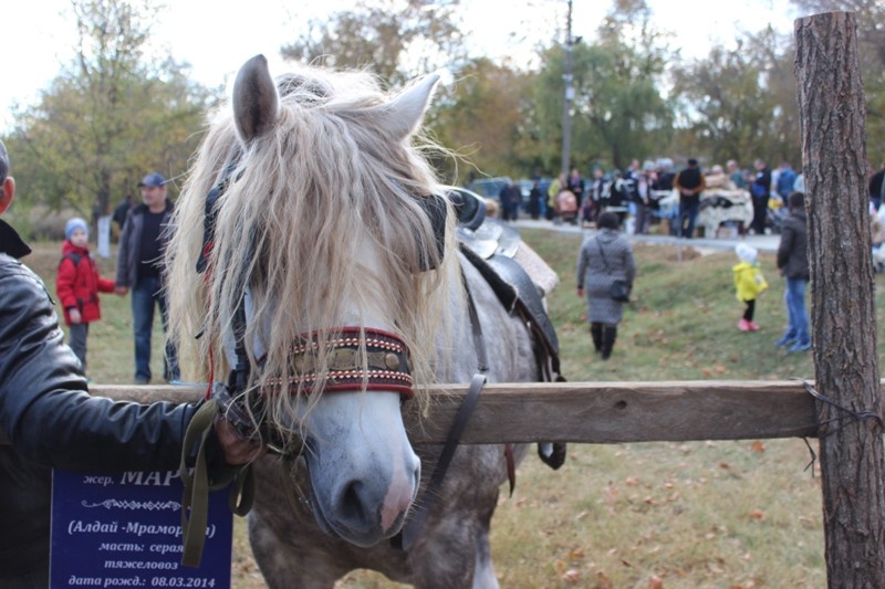 Фото: официальный сайт мэрии мун. Чадыр-Лунга