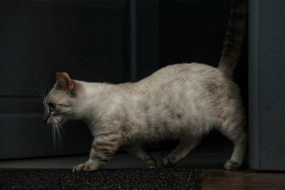 Почему кошки ходят так тихо