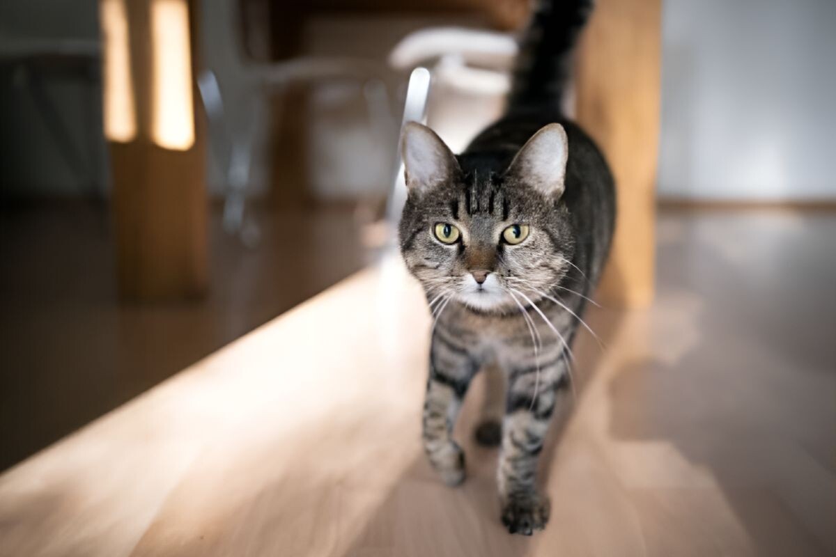 Почему кошки передвигаются бесшумно