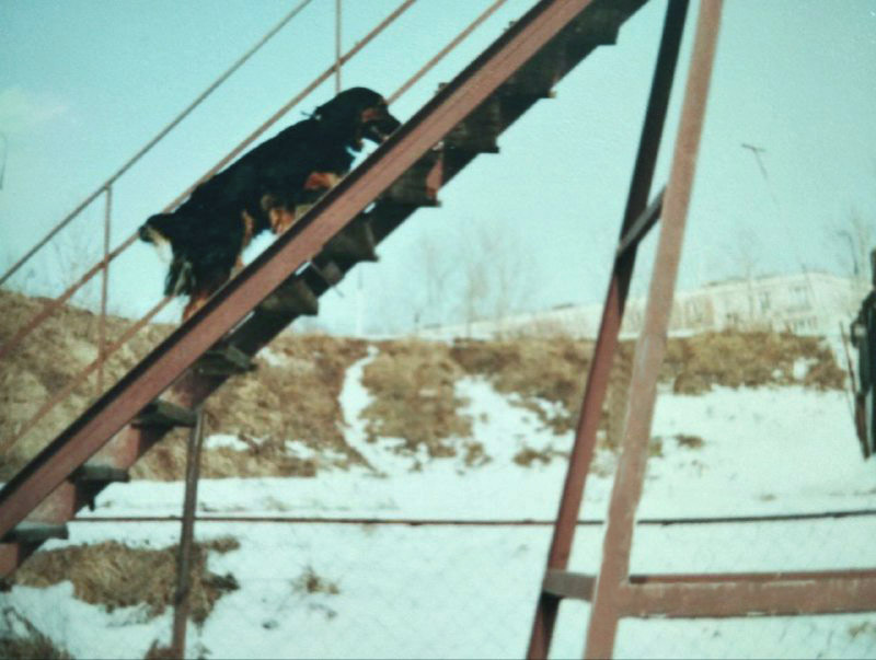 Нора легко и быстро освоила все снаряды