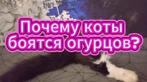 Огурцы вызывают страх у кошек