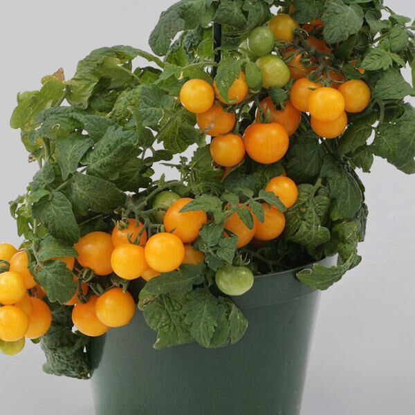 Томат Оранжевая Шапочка. Источник фото: https://rassadacvetov.com/product/tomat-dekorativnyj-oranzhevaya-shapochka/