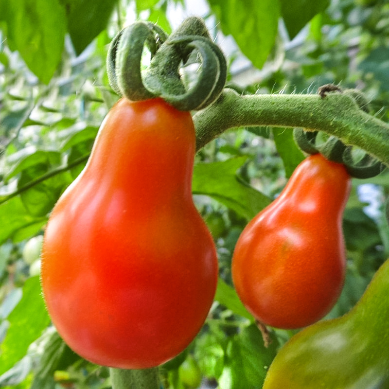 Томат Людовик XVII. Источник фото: https://procvetok.ru/semena/ovoshhi/tomaty/tomat-lyudovik-xvii-ser-urozhaj-na-okne/