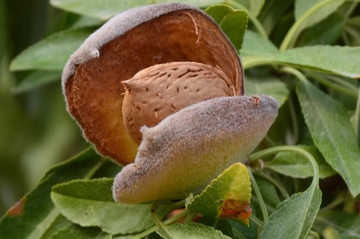    Врач Сухорукова: миндаль поможет сократить вероятность болезни Альцгеймера