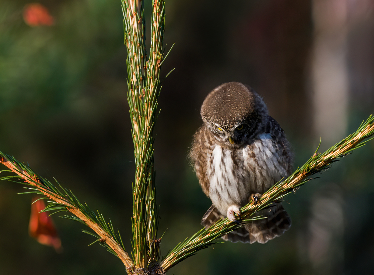 Воробьиный сычик