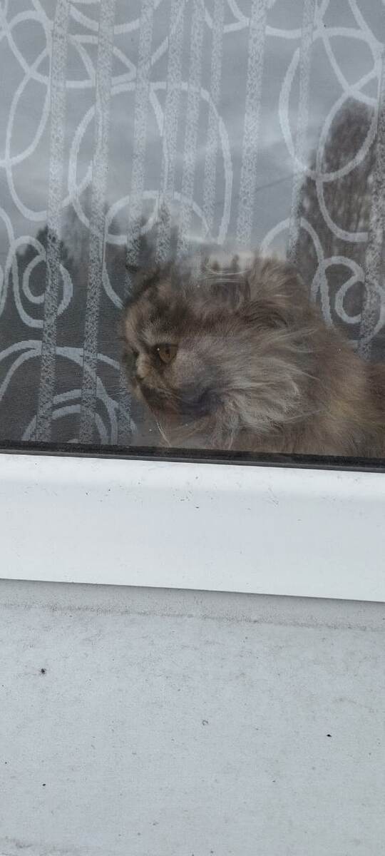 Фото Монички из Демянска, она тоже грустит временами