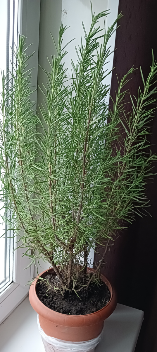 Фото Сад в Цветах 