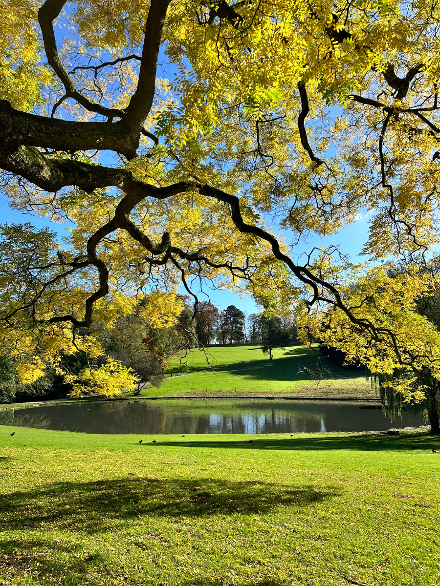 Осень в любимом парке♥️