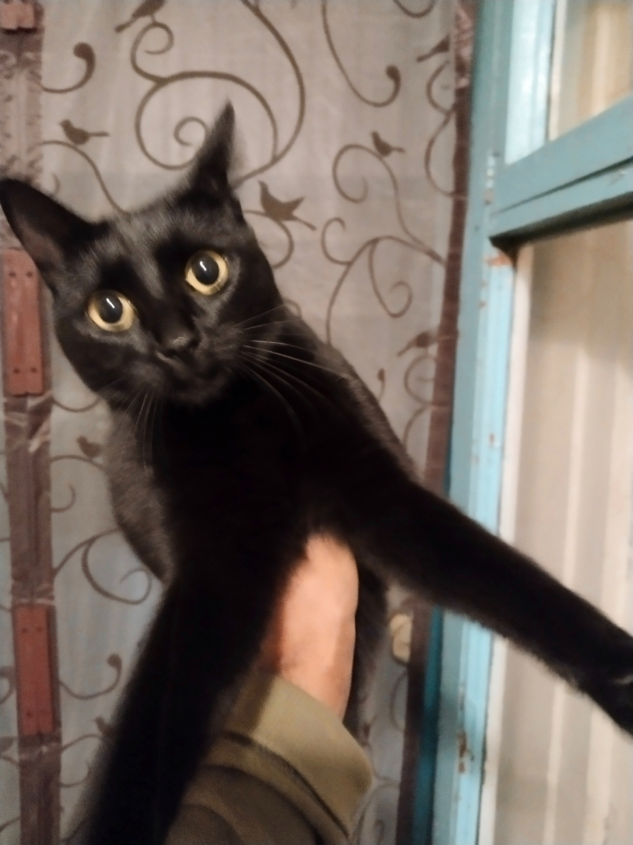 Тапаем машу