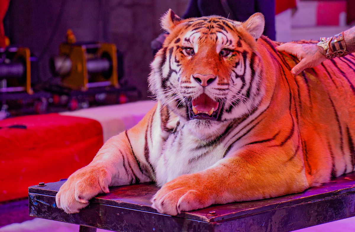 Фото Росгосцирка 