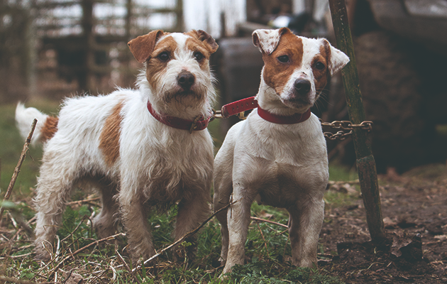 Гладкошерстный и жесткошерстный джек-рассел-терьеры